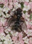 Woodlouse-Fly
